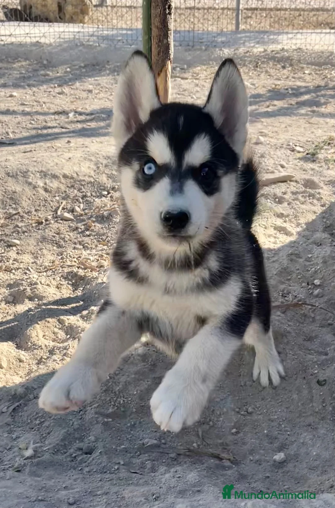 Husky Siberiano perros en venta: Husky siberiano  - Anuncio 2