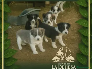 Border Collie perros Impresionantes border collie - Anuncio 2