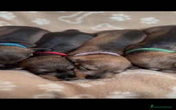 Teckel Miniatura perros en venta: Teckel mini de pelo duro  - Imagen 5