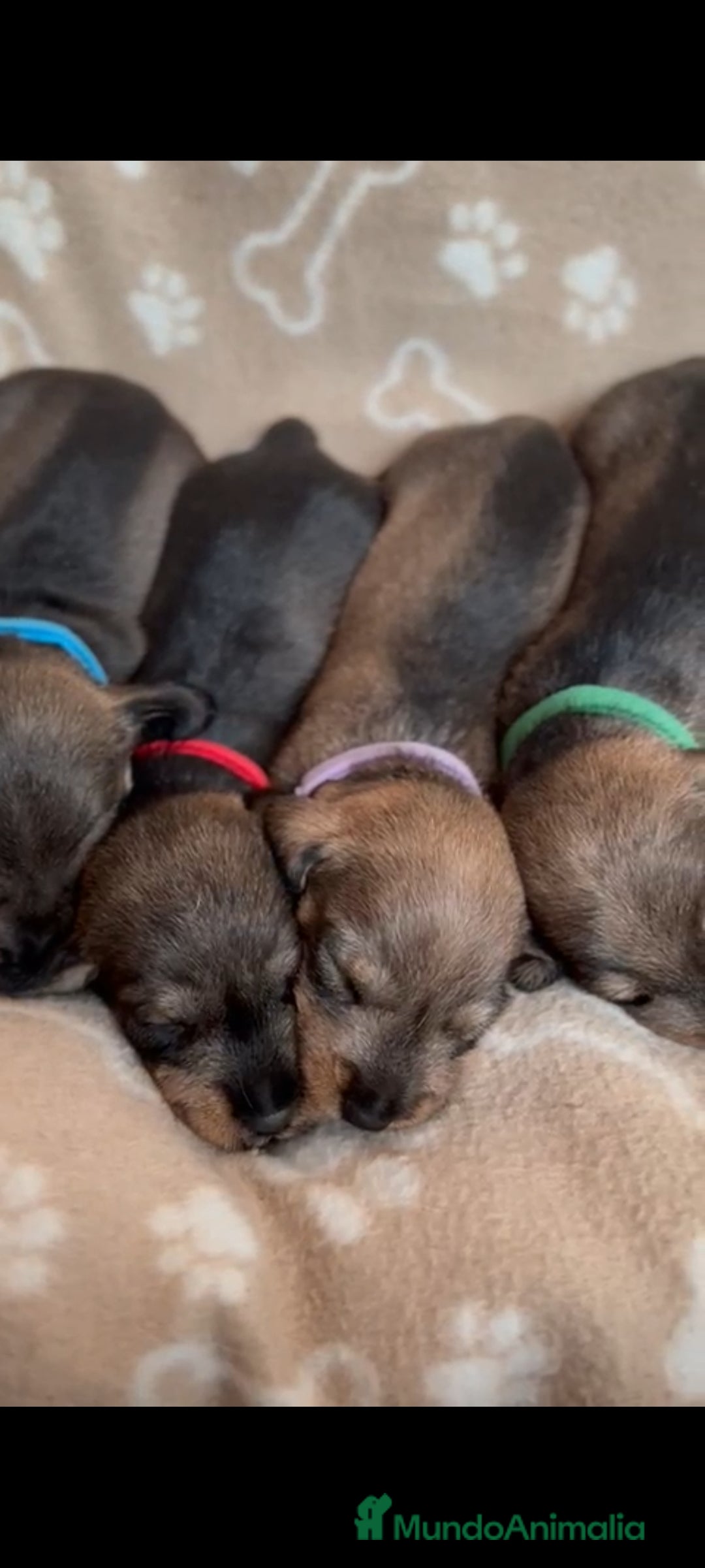 Teckel Miniatura perros en venta: Teckel mini de pelo duro  - Imagen 5