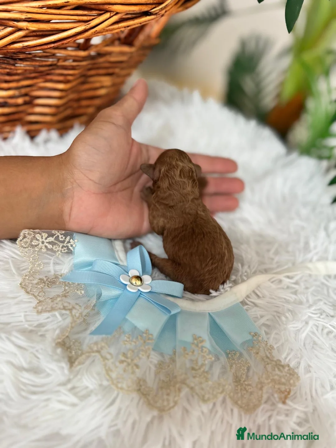 Caniche Toy perros en venta: CANICHE TOY MACHO - Anuncio 2