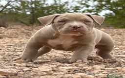 American Bully perros en venta: American Bully - Imagen 5