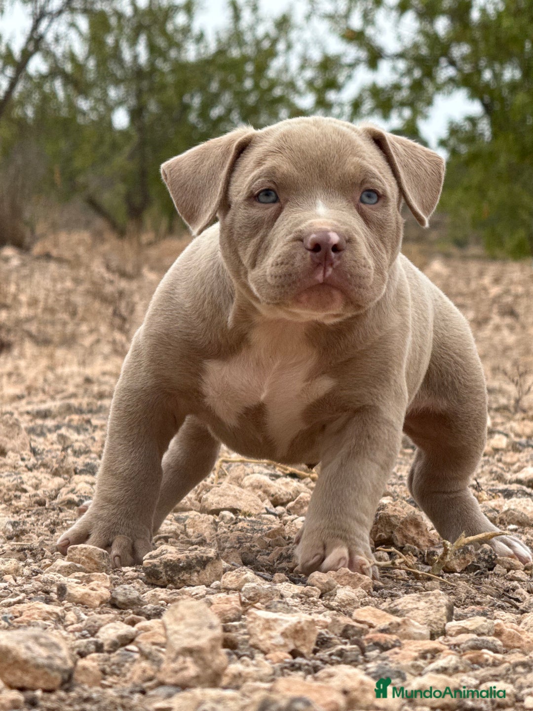 American Bully perros en venta: American Bully - Imagen 5