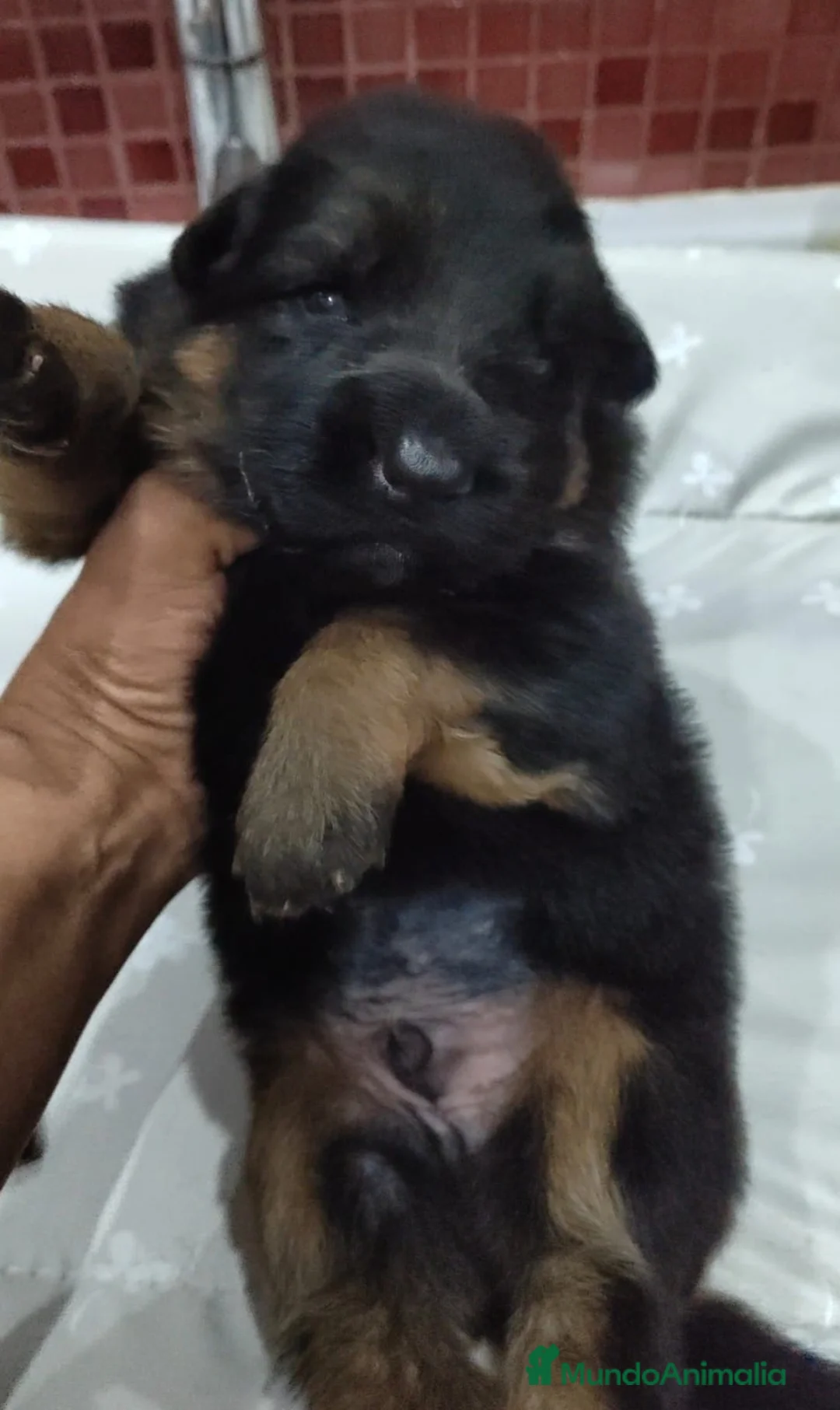 Pastor Alemán perros en venta: Último Cachorro  disponinle!! - Anuncio 2