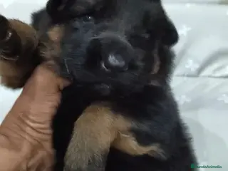 Pastor Alemán perros Pastor Alemán - Anuncio 1