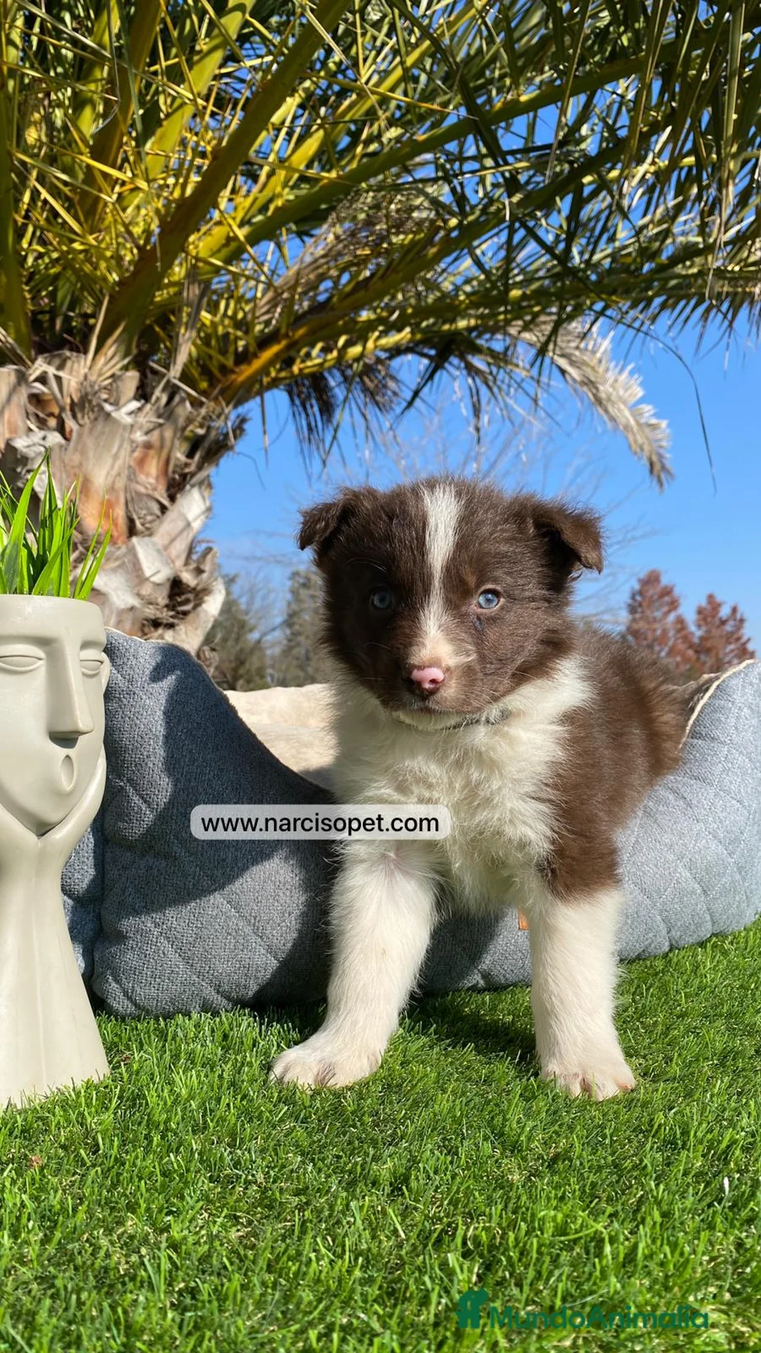 Border Collie perros en venta: BORDER COLLIE CHOCOLATE CACHORROS - Anuncio 5