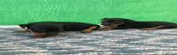 Pinscher Miniatura perros en venta: cachorros de mini pinscher  - Anuncio 6