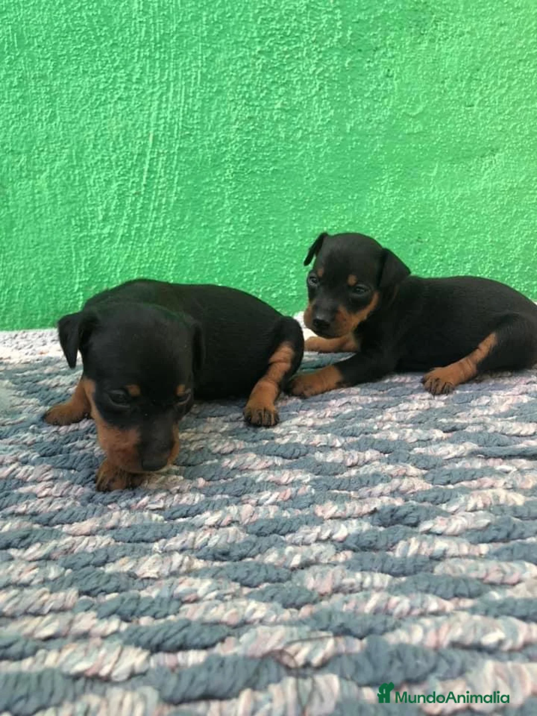 Pinscher Miniatura perros en venta: cachorros de mini pinscher  - Anuncio 6