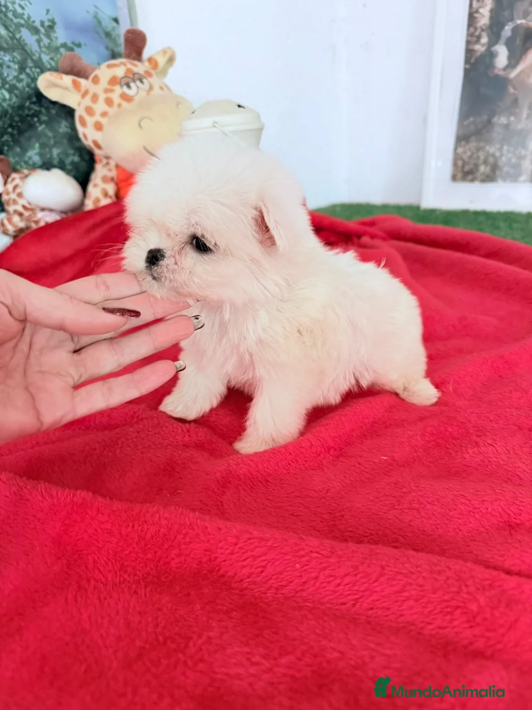 Bichón Maltés perros en venta: Bichón maltes mini - Anuncio 2