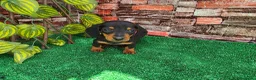 Teckel Miniatura perros en venta: TECKEL MINIATURA - Anuncio 3