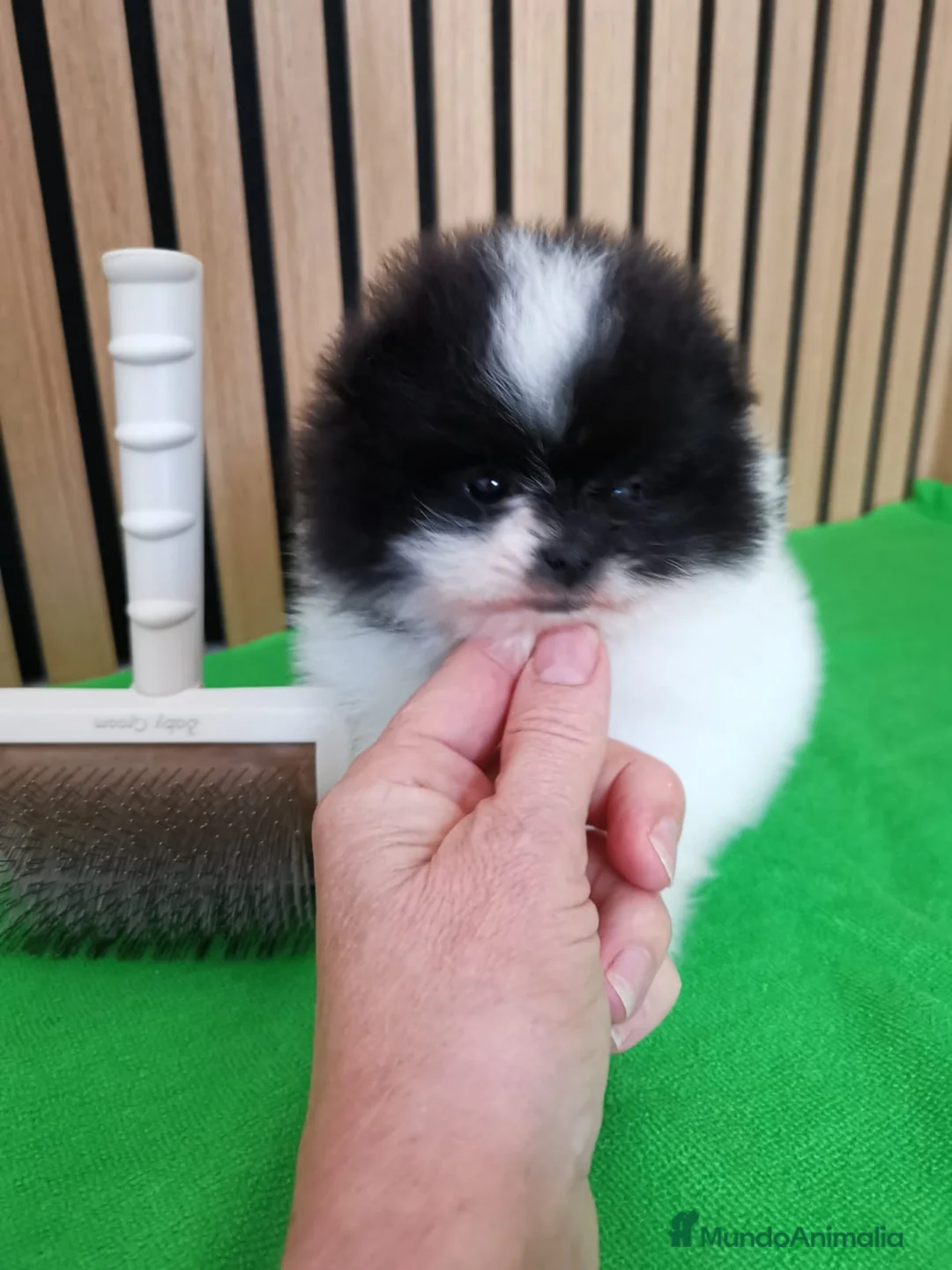 Pomerania perros en venta: Pomerania TOY Party Chocolate y Negro  - Anuncio 13
