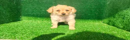 Maltipoo perros en venta: Maltipo  - Anuncio 15