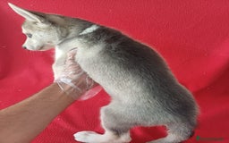Husky Siberiano perros en venta: Husky Siberiano  - Imagen 4