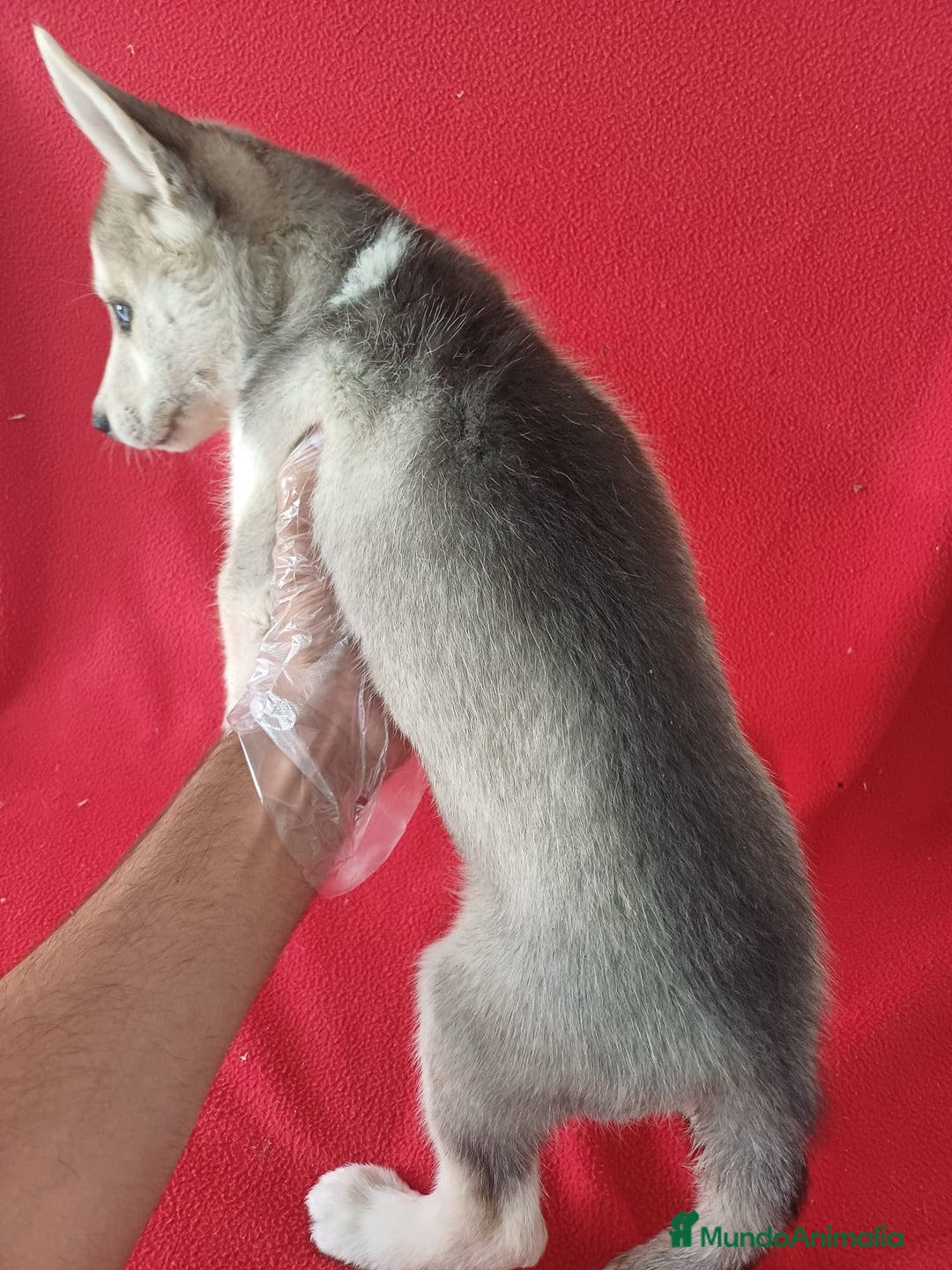 Husky Siberiano perros en venta: Husky Siberiano  - Imagen 4