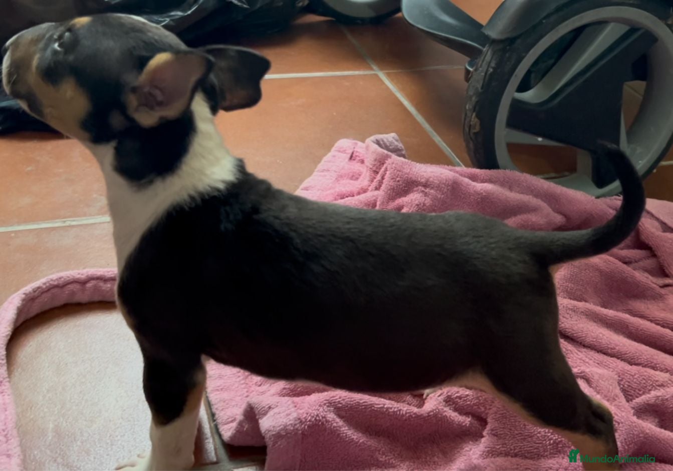 Bull Terrier Miniatura perros en venta: Bullterier mini último !! - Anuncio 2