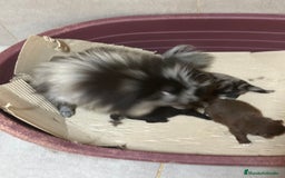 Pomerania perros en venta: POMERANIA MINITOY EXÓTICOS  - Imagen 7