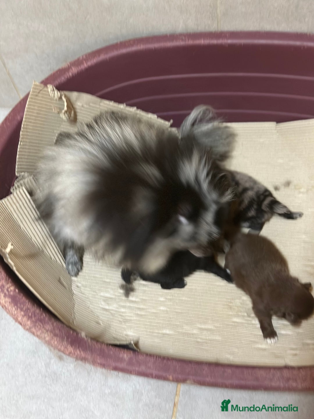 Pomerania perros en venta: POMERANIA MINITOY EXÓTICOS  - Imagen 7