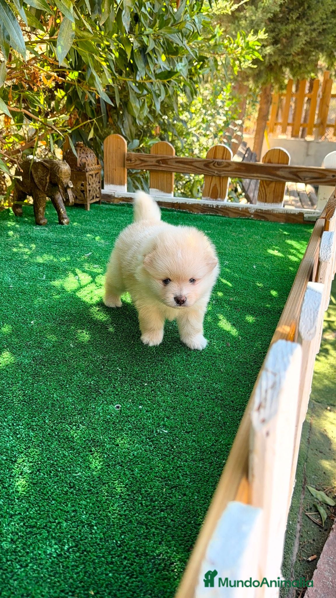 Pomerania perros Pomerania Lulu Toy Macho Blanco crema precioso  - Anuncio 1