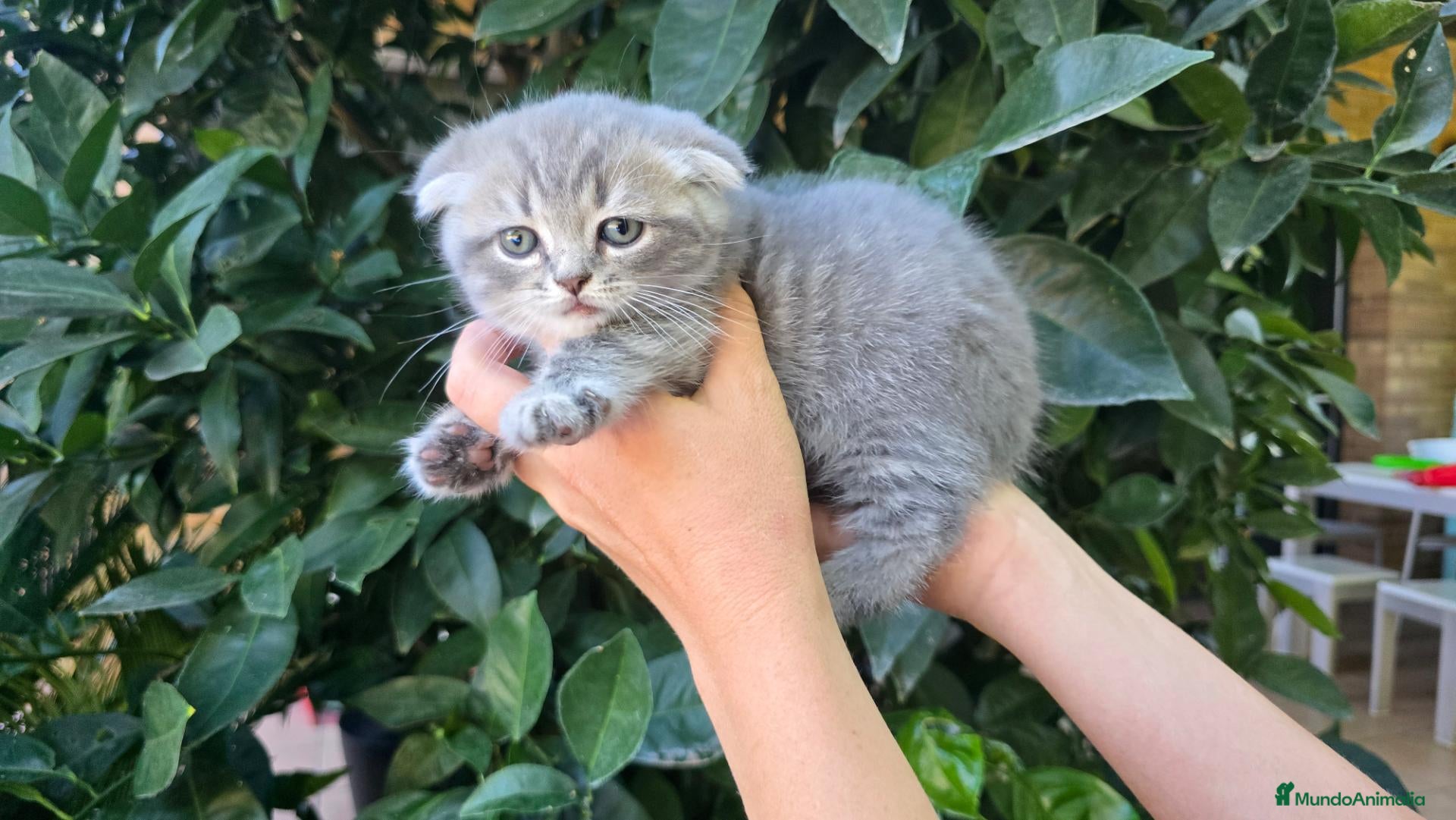Scottish Fold gatos Gatcot.com - Anuncio 2