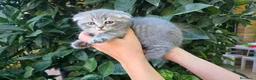 Scottish Fold gatos en venta: Gatcot.com - Anuncio 5