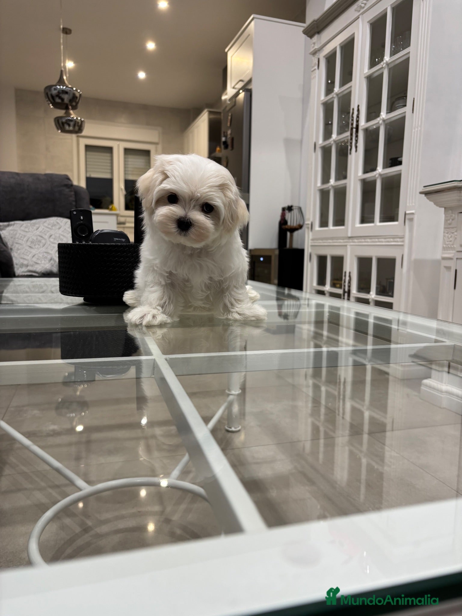 Bichón Maltés perros Hembrita de bichon maltes - Anuncio 1