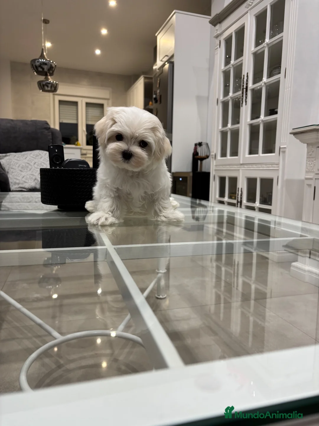 Bichón Maltés perros en venta: Hembrita de bichon maltes - Anuncio 1