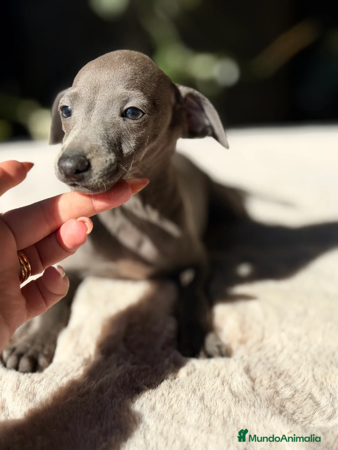 Pequeño Lebrel Italiano perros en venta: Piccolo Blue  - Anuncio 3