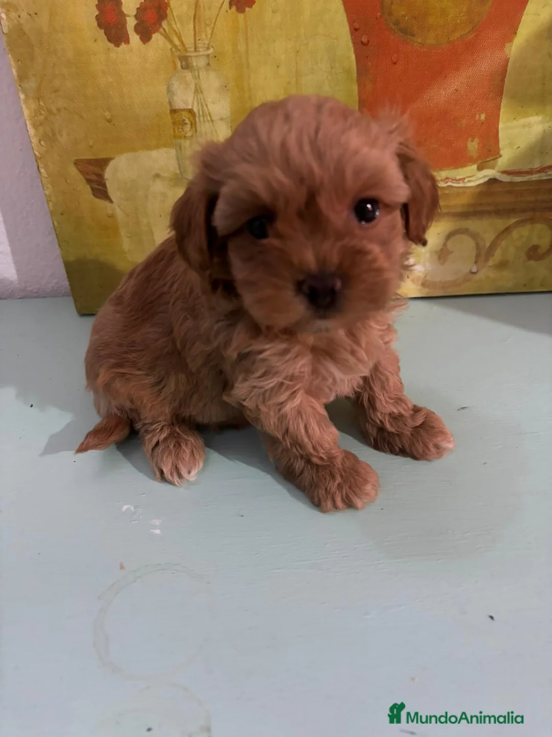 Maltipoo perros en venta: Maltipoo rojo - Anuncio 2