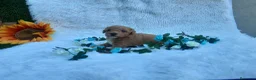 Caniche Toy perros en venta: IMPRECIONANTES  CANICHES  ROJO  TOY  - Anuncio 4