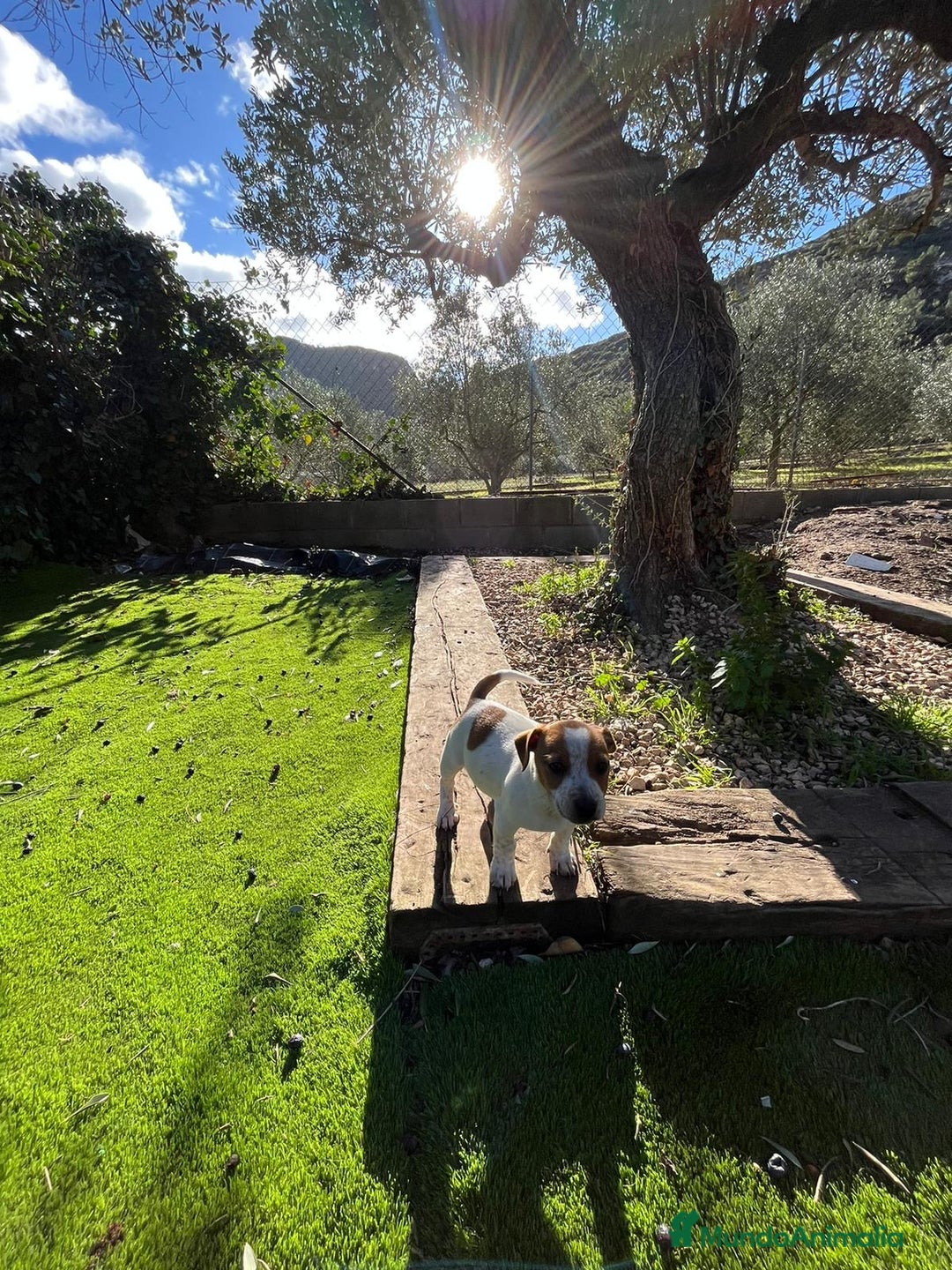 Jack Russell Terrier perros en venta: Jack patas cortas 🐾 - Anuncio 3