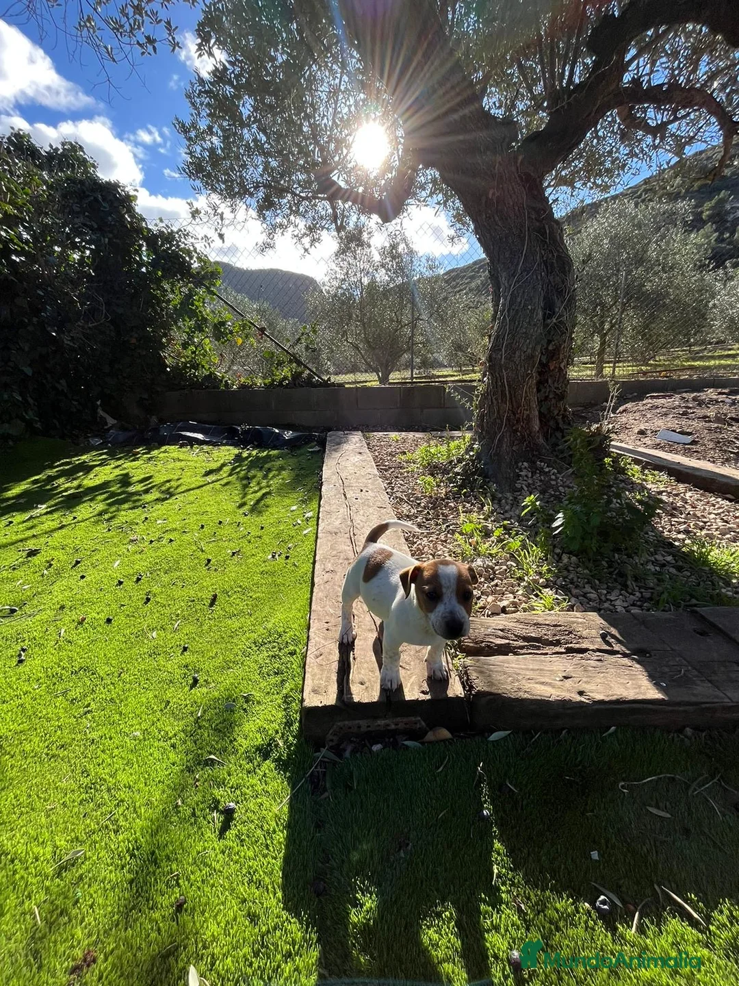 Jack Russell Terrier perros en venta: Jack patas cortas 🐾 - Anuncio 3