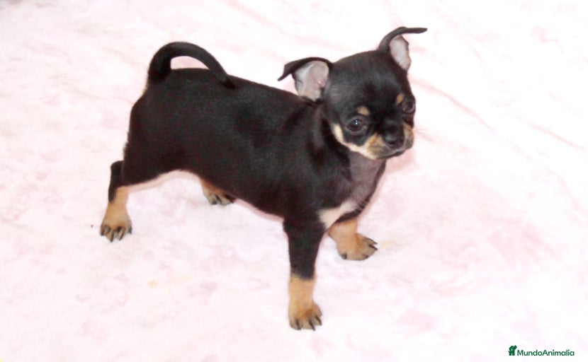 Imagen de galería {{count}}