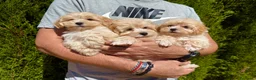 Maltipoo perros en venta: Maltipoo tres hermanitos buscan familia!! - Anuncio 2