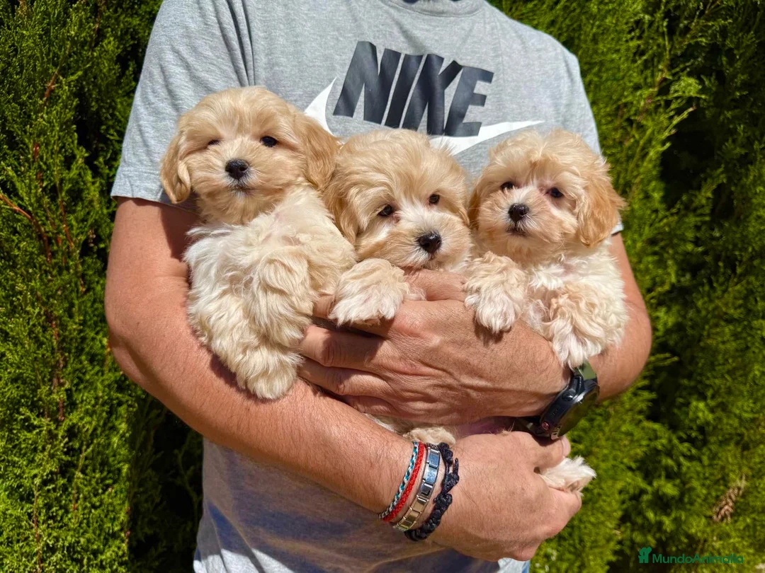 Maltipoo perros en venta: Maltipoo tres hermanitos buscan familia!! - Anuncio 2