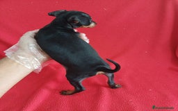 Pinscher Miniatura perros en venta: Pincher Miniatura  - Imagen 2