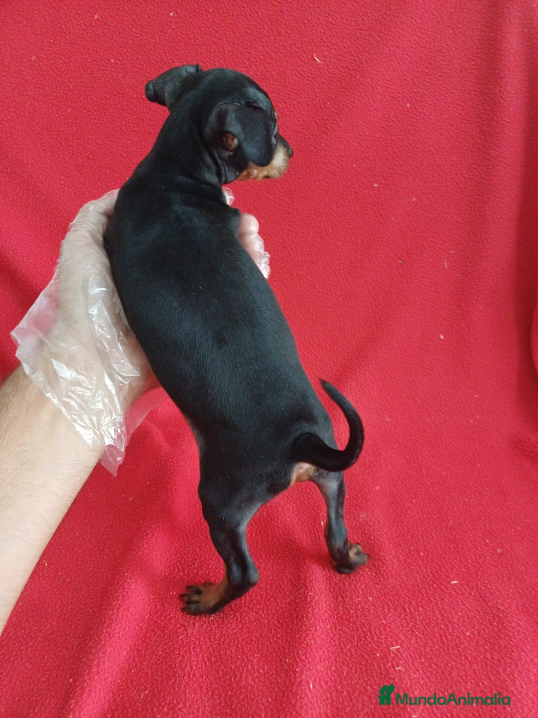 Pinscher Miniatura perros en venta: Pincher Miniatura  - Imagen 2