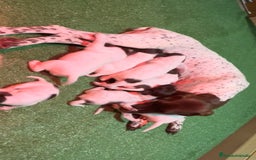 Braco Francés tipo Pirineos Talla Pequeña perros en venta: ÚNICA RESERVA DE CACHORRA BRACO FRANCÉS - Anuncio 3