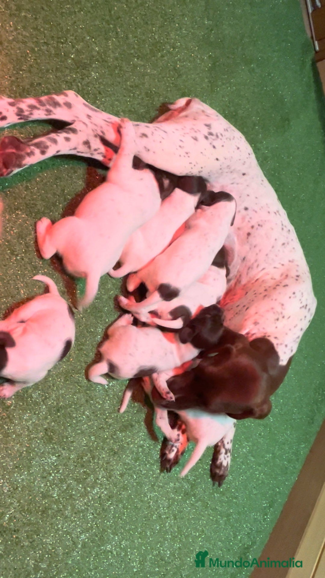 Braco Francés tipo Pirineos Talla Pequeña perros en venta: ÚNICA RESERVA DE CACHORRA BRACO FRANCÉS - Anuncio 3