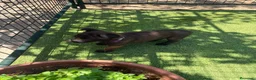 Pastor Belga Malinois perros en venta: PASTOR BELGA MALINOIS - Anuncio 28
