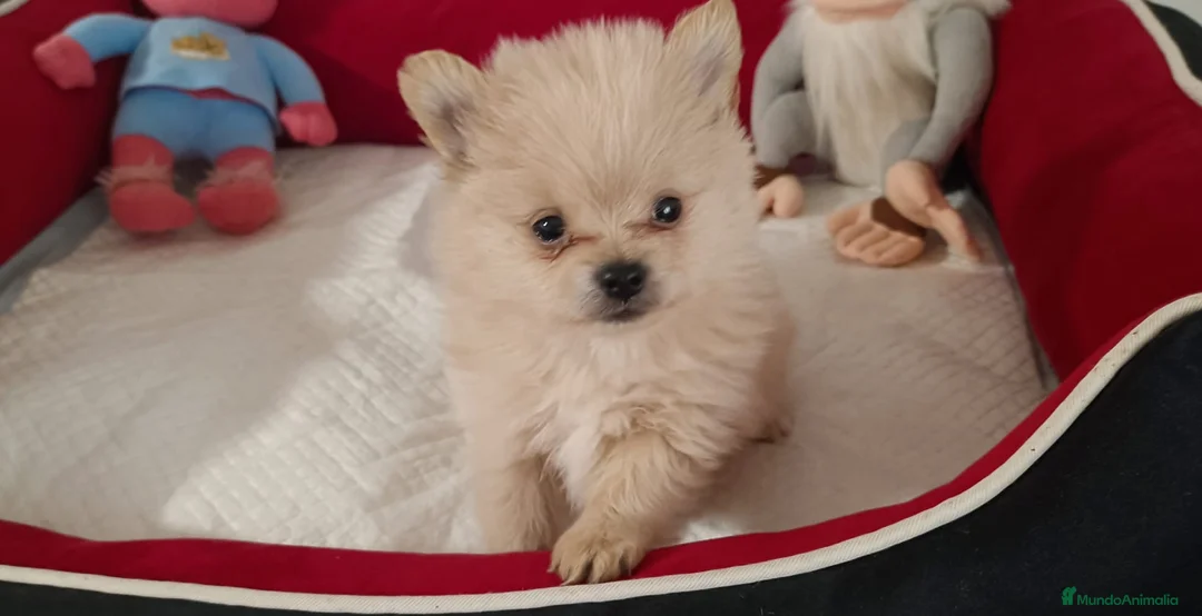 Pomerania perros en venta: Pomerania toy  - Anuncio 1