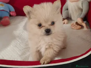 Pomerania perros Pomerania toy - Anuncio 4
