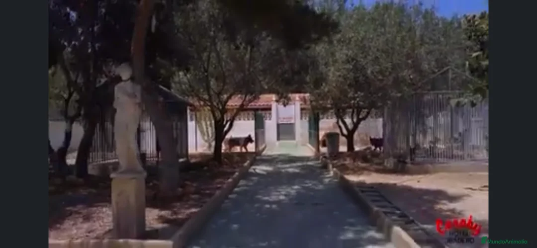 Pinscher Alemán perros en venta: Benidorm Todos los servicios para tu mascota  en Alicante - Anuncio 17