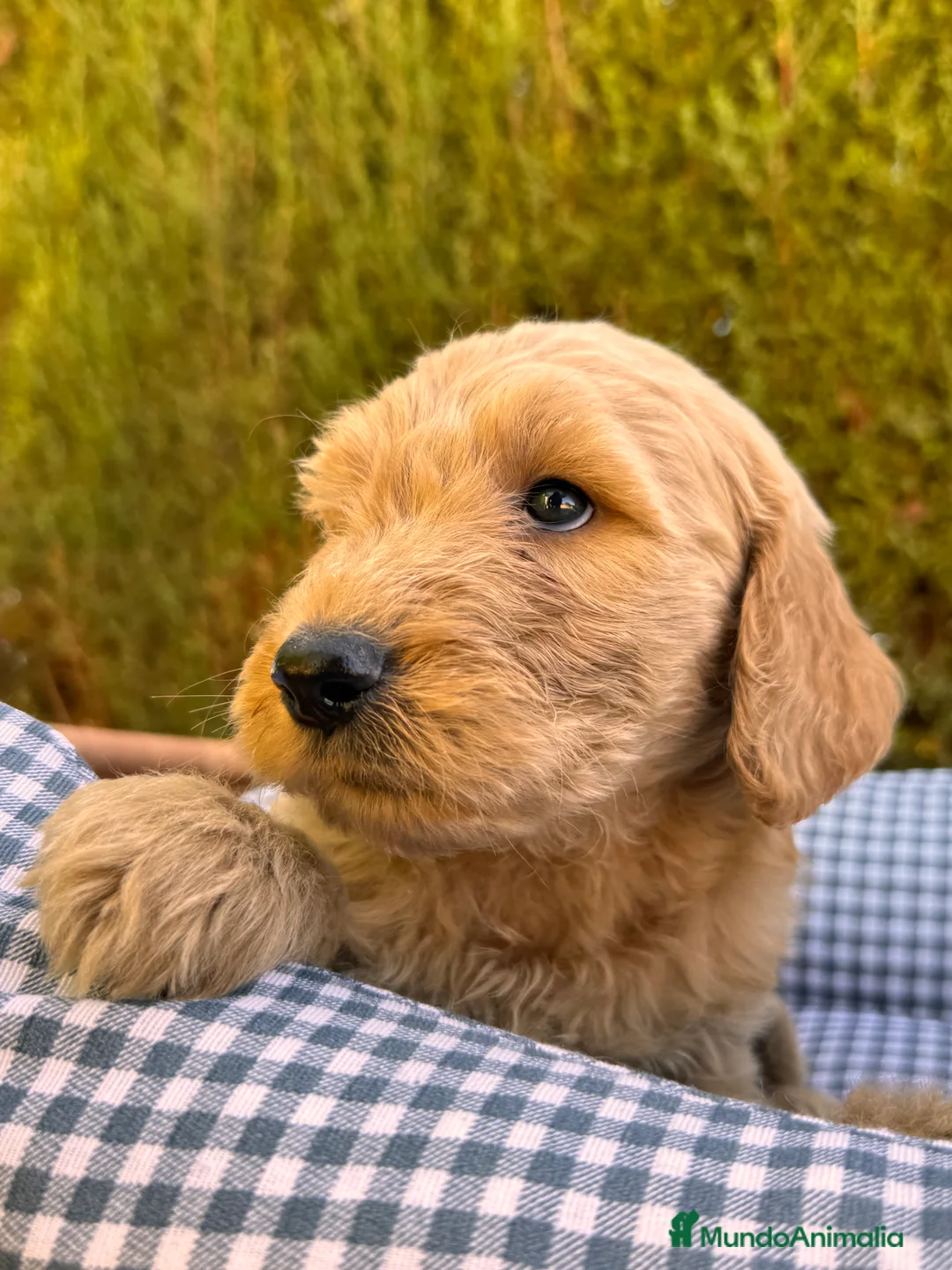 Goldendoodle perros en venta: GOLDENDOODLE GOLDENDOODLE GOLDENDOODLE - Anuncio 3