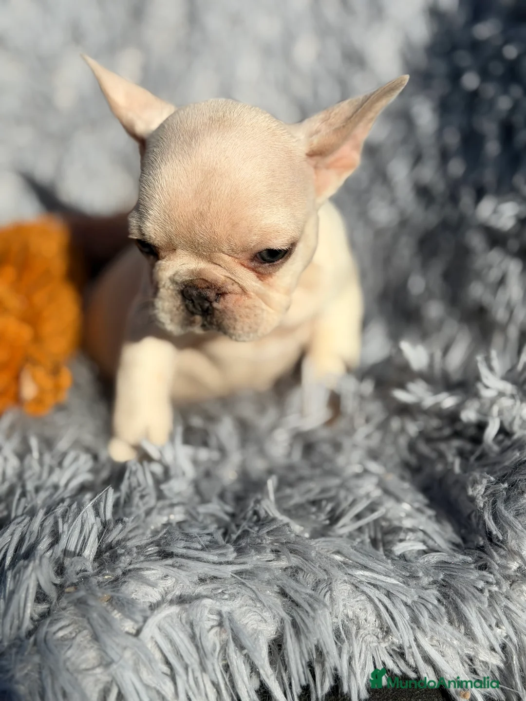 Bulldog Francés perros en venta: Bulldod Platinum hembra  - Anuncio 5