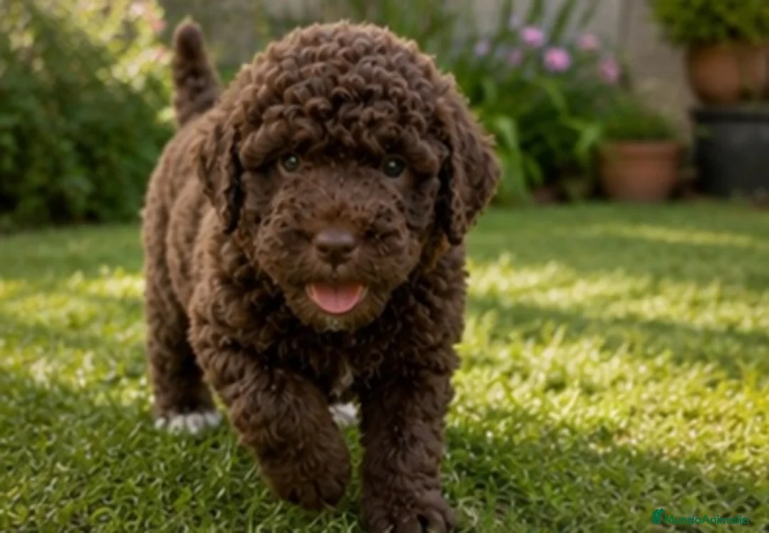 Perro de Agua Español perros en venta: Cachorros de agua criados en familia - Anuncio 3