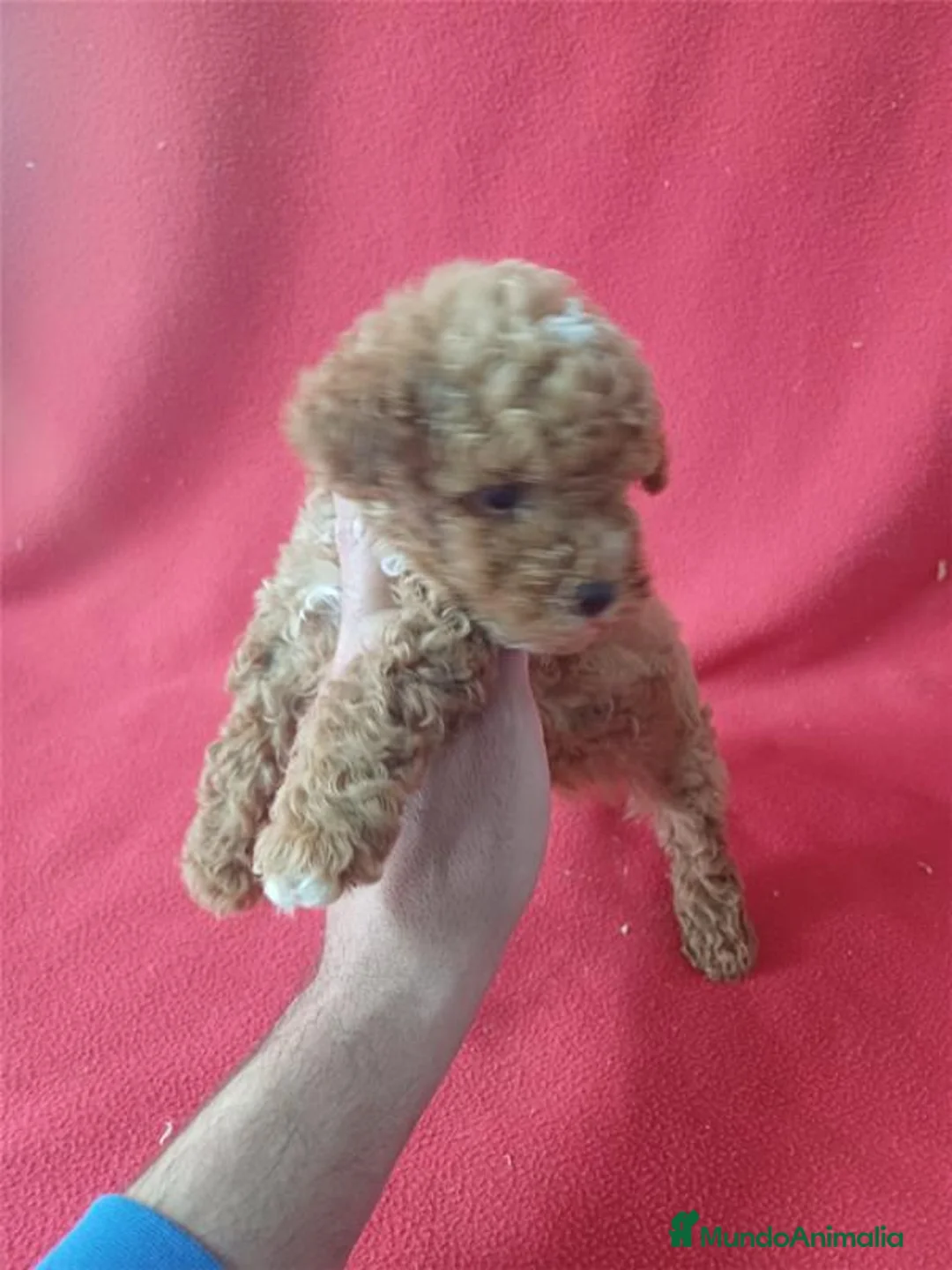 Caniche Enano perros en venta: Caniche Mini  - Anuncio 3