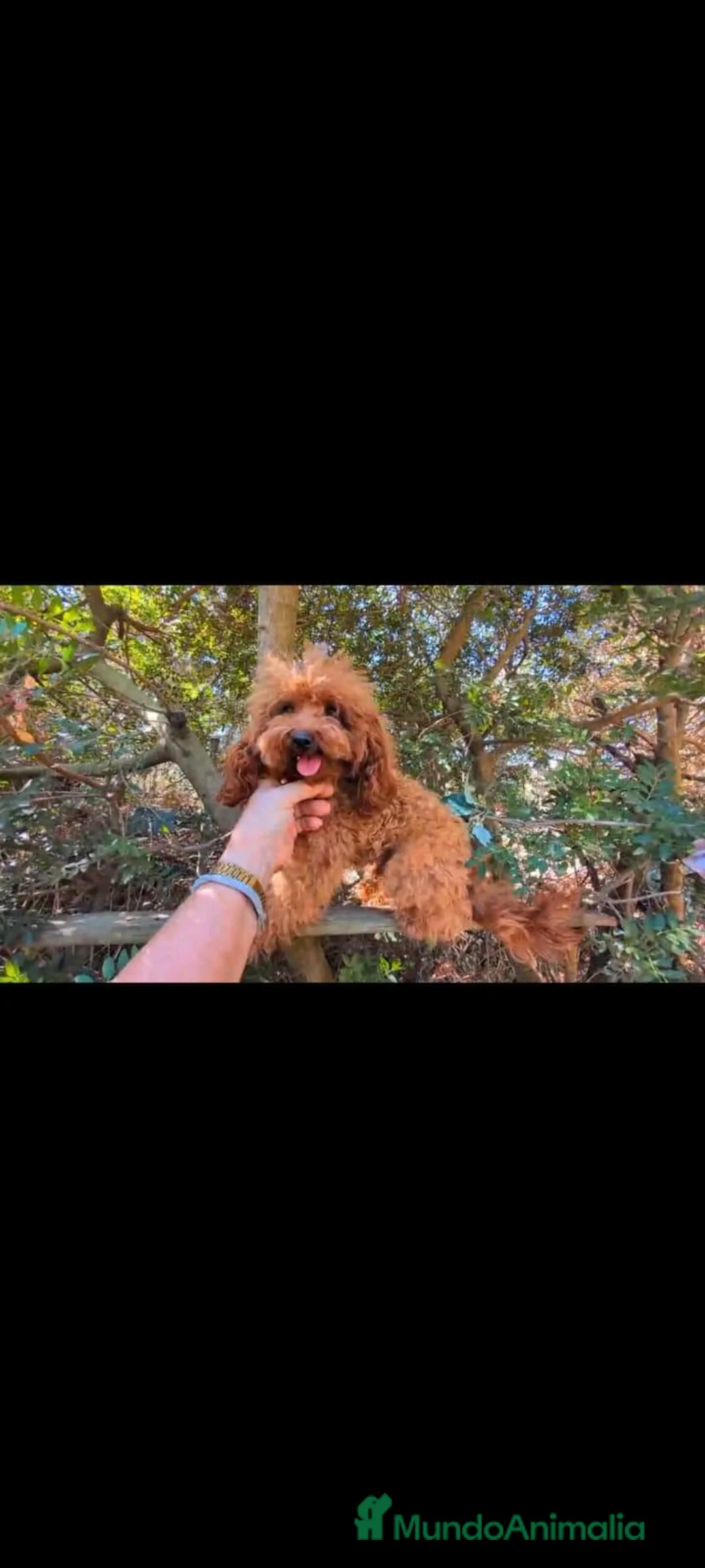 Caniche Toy perros en venta: Macho con 1 año toy  - Anuncio 2