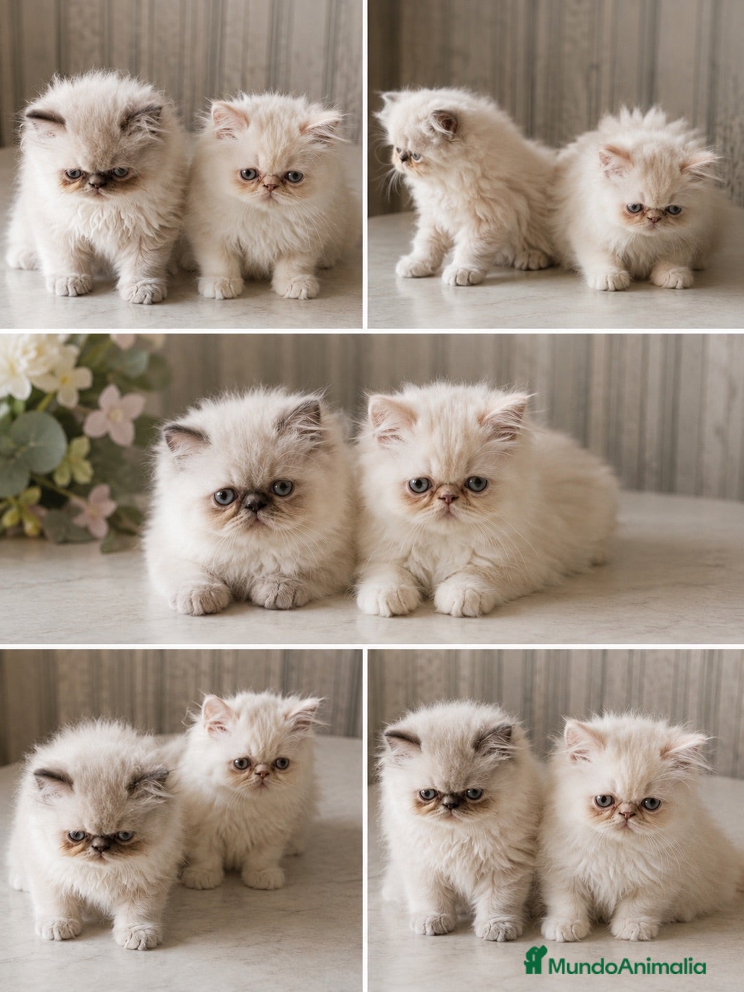 Persa gatos Preciosos persas chatitos - Anuncio 23