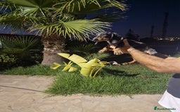 Teckel Miniatura perros en venta: Teckel miniatura precio real  - Imagen 5