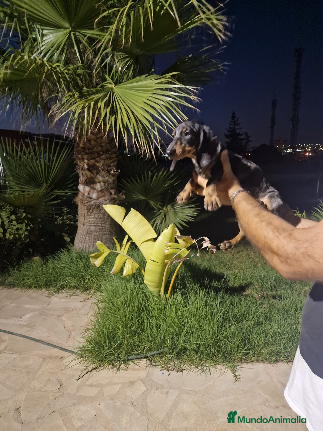 Teckel Miniatura perros en venta: Teckel miniatura precio real  - Imagen 5